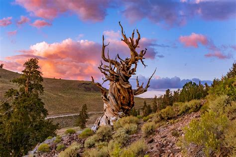 let’s explore together: The world’s oldest tree, known as “Great ...