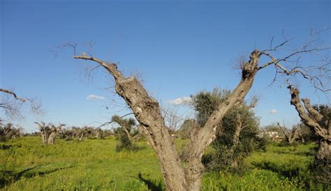 Symptoms of Xylella fastidiosa diseases in Apulia (Italy) - POnTE Project