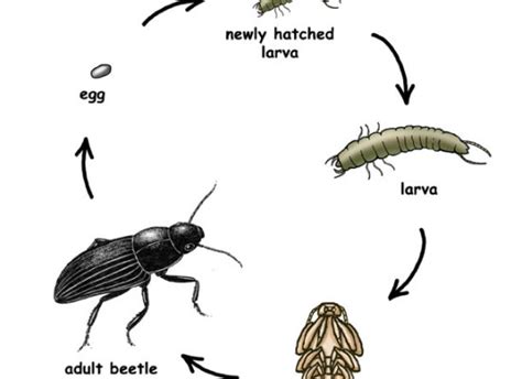 Life cycle - Goliath Beetles