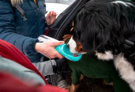 10 Best Portable Dog Water Bottles For Travel, Hiking, Or Long Walks ...