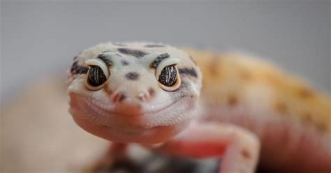 How to Care for a Baby Gecko Before Bringing One Home | PawTracks