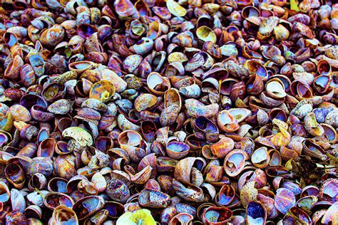 Rainbow Shells Photograph by Glenna Hagopian - Fine Art America