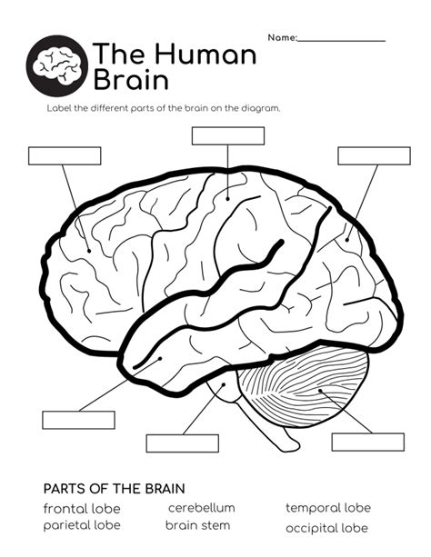 Brain Labeling Worksheet / Brain Anatomy Vector Illustration Anatomical ...