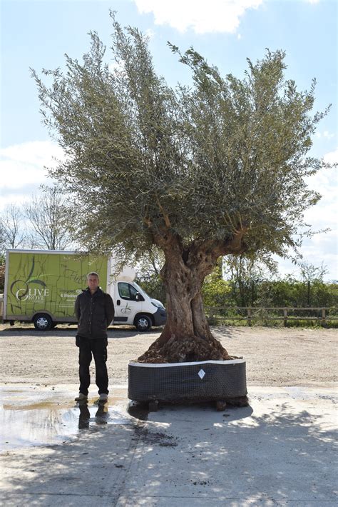 Olive Trees For Sale | Buy An Olive Tree From Specialists - Page 7