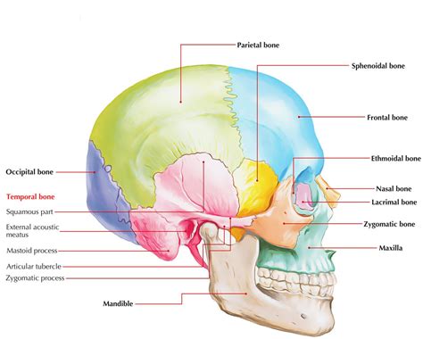 Pin on ANATOMIA