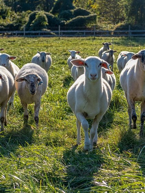 Grass-Fed Meat — Clagett Farm