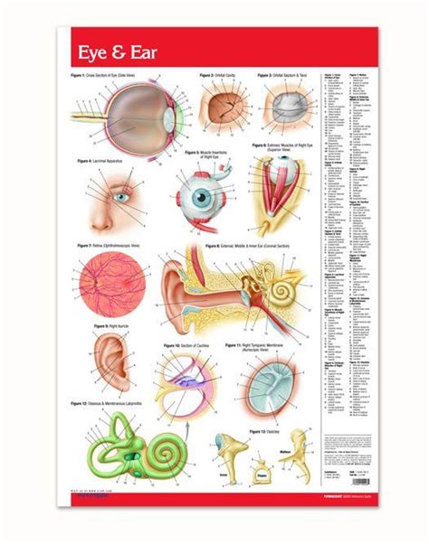 Eye and Ear Poster - Medical 24" x 36" Laminated Quick Reference