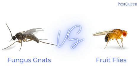 Fungus Gnats Vs Fruit Flies - PestQueen