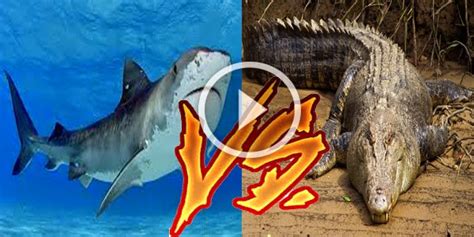 Shark Vs Crocodile : Who Win ?? - Top Fishing