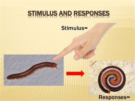 Animal behaviors in response to the stimuli p.4