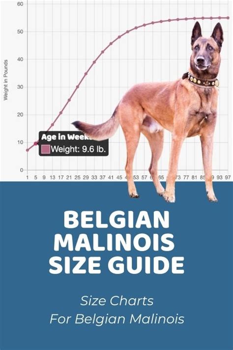 Belgian Malinois Size Chart: How Big Does A Belgian Malinois Get?