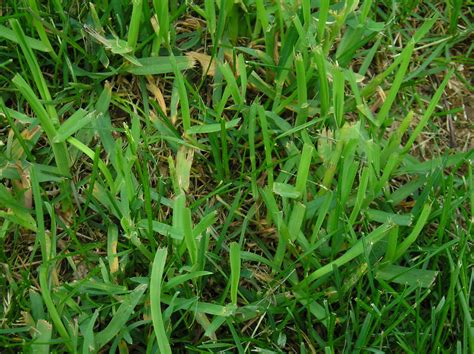 Lawn grass weed identification - Ask Extension