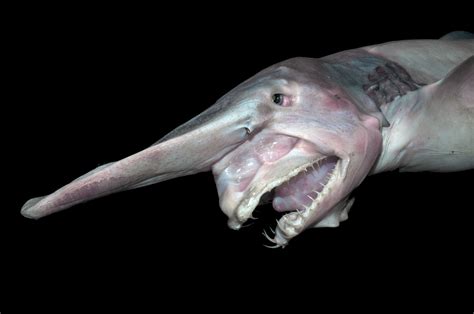 21 Creatures From The Deep Sea That Will Absolutely Give You Nightmares