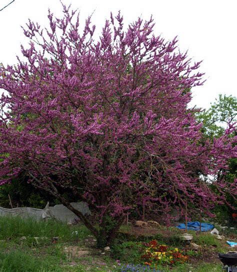 PlantFiles Pictures: Judas Tree, Love Tree (Cercis siliquastrum) by ...