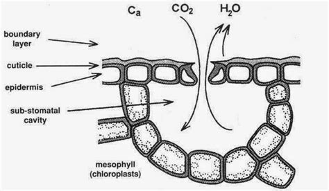 Gas Exchange In Plants - Plant Ideas