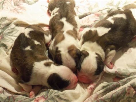 Saint Bernard puppies :) | St bernard puppy, Saint bernard, Puppies