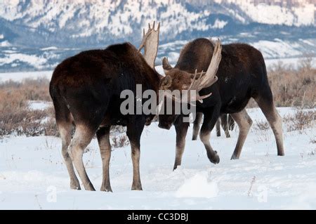 Stock photo of two bull moose fighting Stock Photo - Alamy