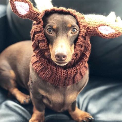 10 Best Wiener Dog Costumes For Halloween [PICTURES] - DogTime | Dog ...