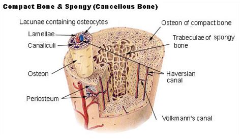 Structure of Bone Tissue | SEER Training