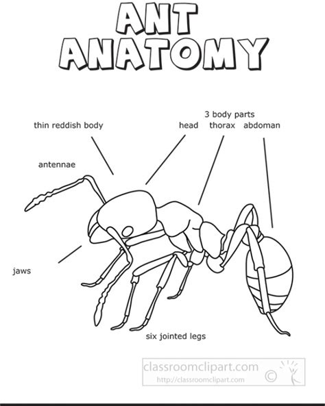 ant anatomy outline printout - Classroom Clipart