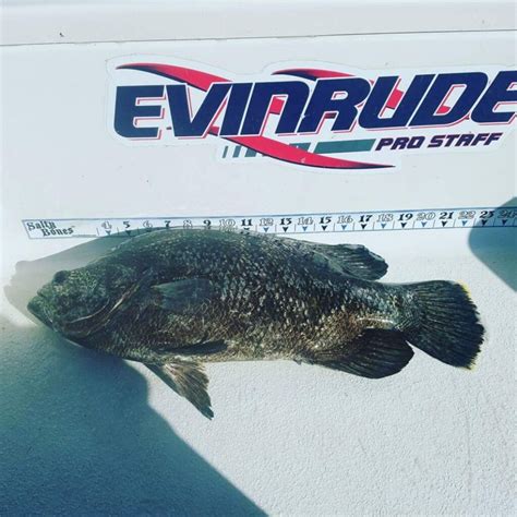 Tripletail Fishing Addiction - Old Salt Fishing Foundation