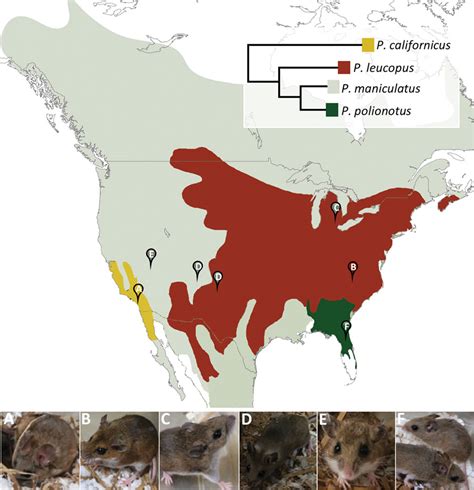 Figure - Experimental Infection of Peromyscus Species Rodents with Sin ...