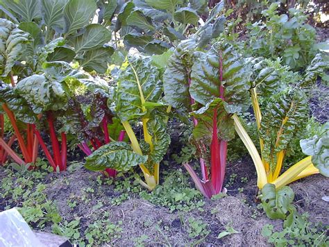 Organic Swiss Chard - Rainbow Mix - Premier Seeds Direct