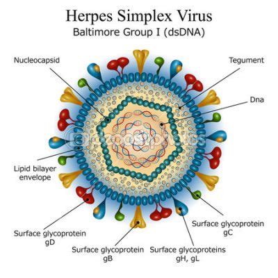 Herpesvirus - EcuRed