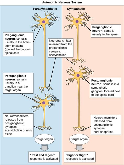 35.4: The Peripheral Nervous System - Biology LibreTexts