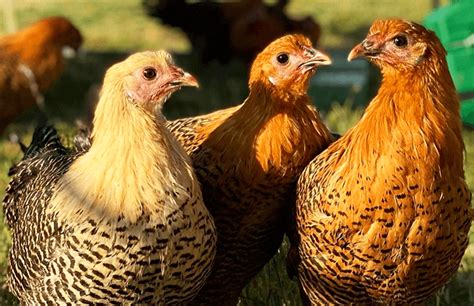 Deathlayer Chicken: Breed Profile | Chicken Fans