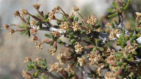 Littleleaf Mountain Mahogany | Audubon Rockies