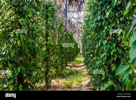 Kampot pepper farm, pepper plant growing, Kampot, Cambodia Stock Photo ...