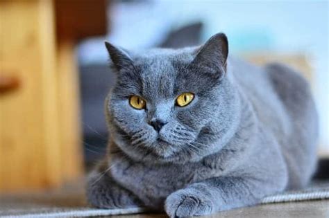 A Fun Collection Of Facts About The Russian Blue Cat Breed - Cole ...