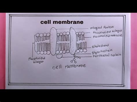 Cell Membrane Diagram