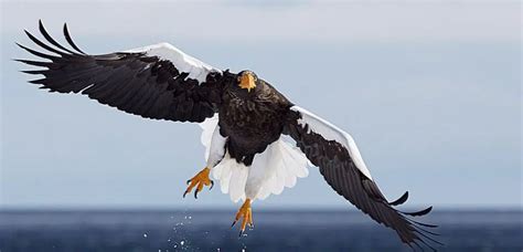 List of Eagle Species - BirdLife International