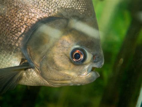 Pacu Fish | A very happy, large, and hungry peanut eating pa… | Flickr