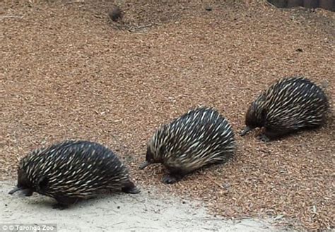 Male Echidna rivals fight over a female in a rare display of breeding ...