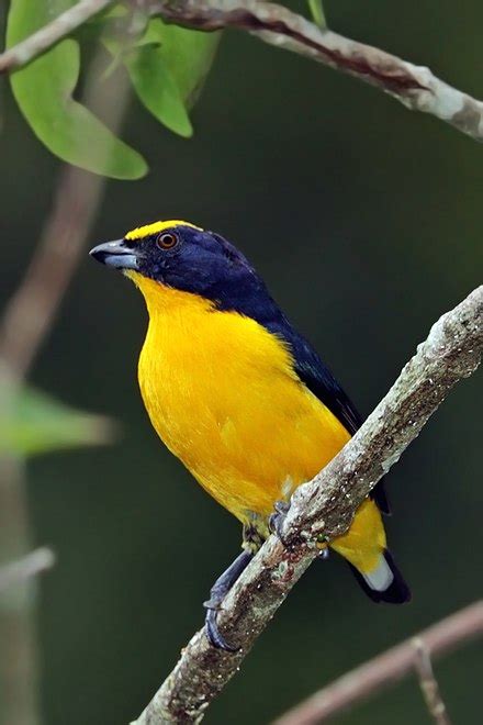 Thick-billed euphonia - Wikipedia | Euphonium, Bird species, Animals