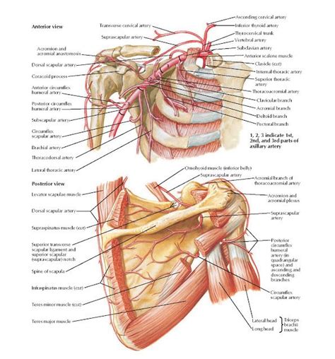 Axillary Artery and Anastomoses Around Scapula Anatomy Anterior view ...