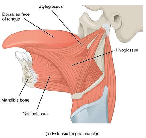 When your physician asks you to open your mouth, stick out your tongue ...