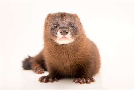 European Mink | RARE: Creatures of the Photo Ark | Official Site | PBS