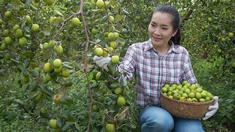 Harvesting Jujube Fruit - Making Jujube Jam & Pickled Jujube Recipes ...