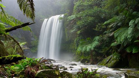 Forest Jungle Waterfall HD wallpaper | nature and landscape | Wallpaper ...