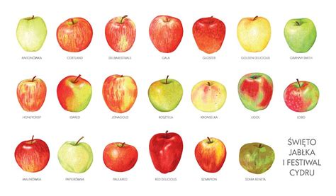 Apples. | Apple varieties, Fruit, Apple