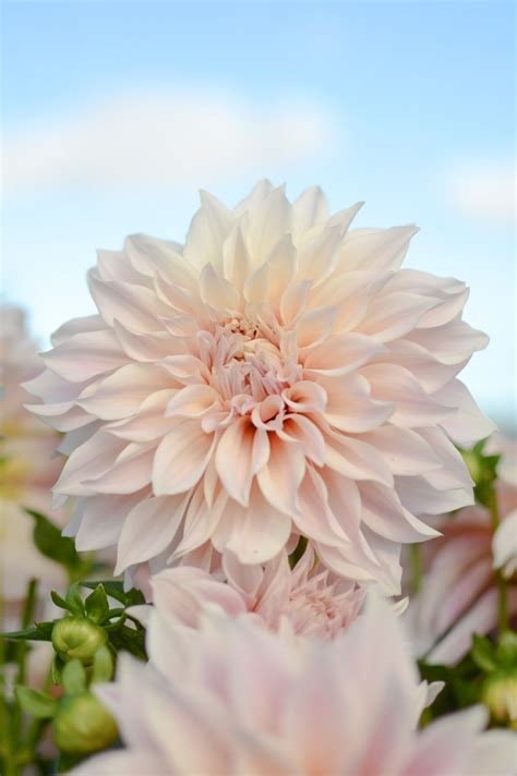 Dahlia Cafe Au Lait | Dahlia Tubers | DutchGrown™