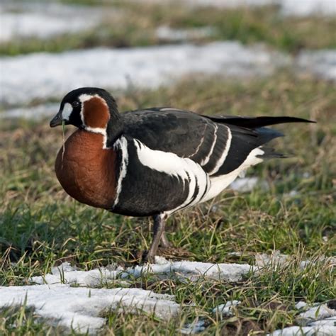 Red-breasted Goose | BTO - British Trust for Ornithology