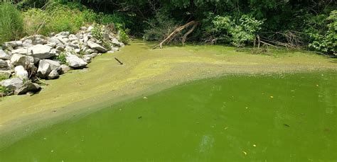 Identifying Cyanobacteria Blooms - Algal Bloom