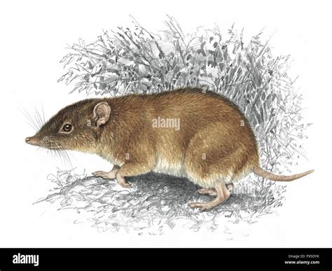 Moonrat Stock Photo - Alamy