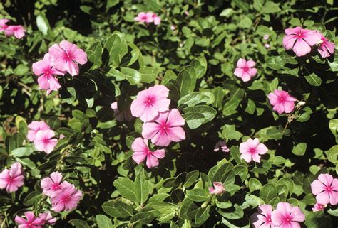 Catharanthus roseus, | Medicinal plants, Plants, Flowers