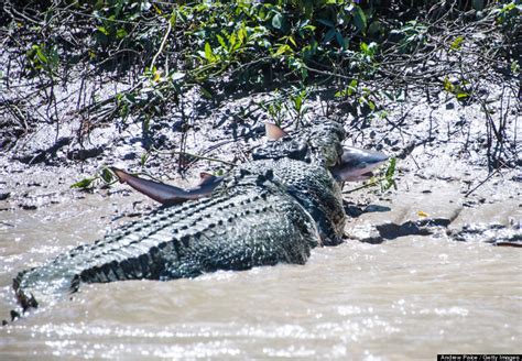 Crocodile vs. Shark: Only One Emerges Victorious (PHOTOS) | HuffPost ...